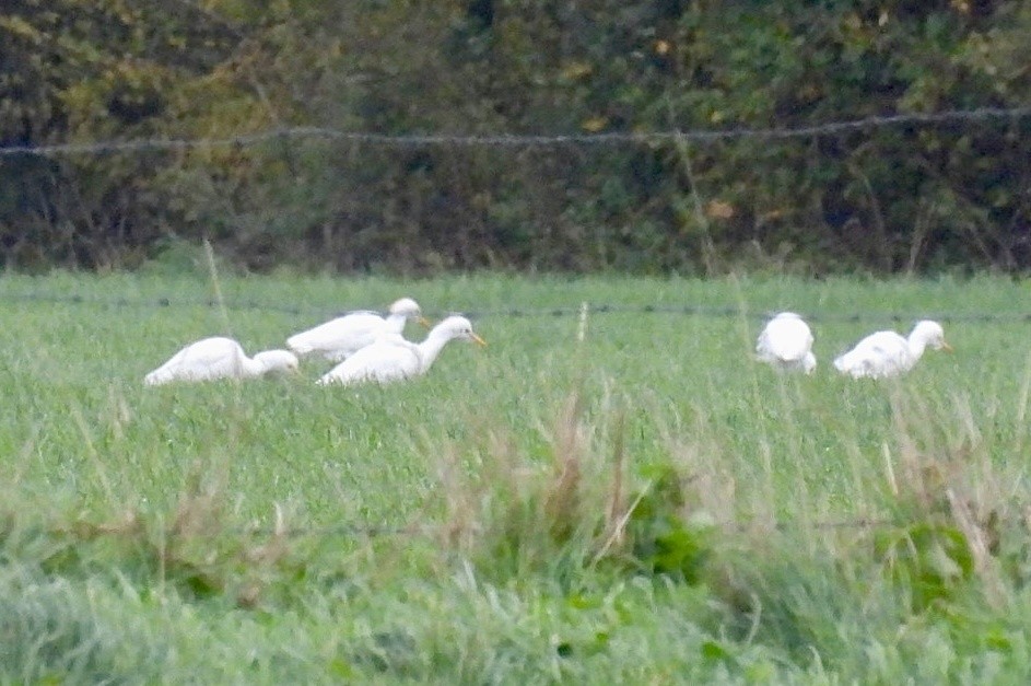 Western Cattle-Egret - ML646182219
