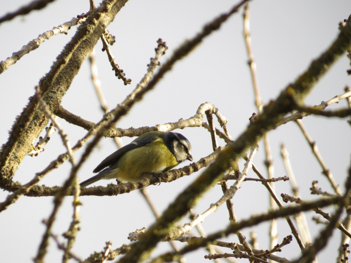 Eurasian Blue Tit - ML646182224