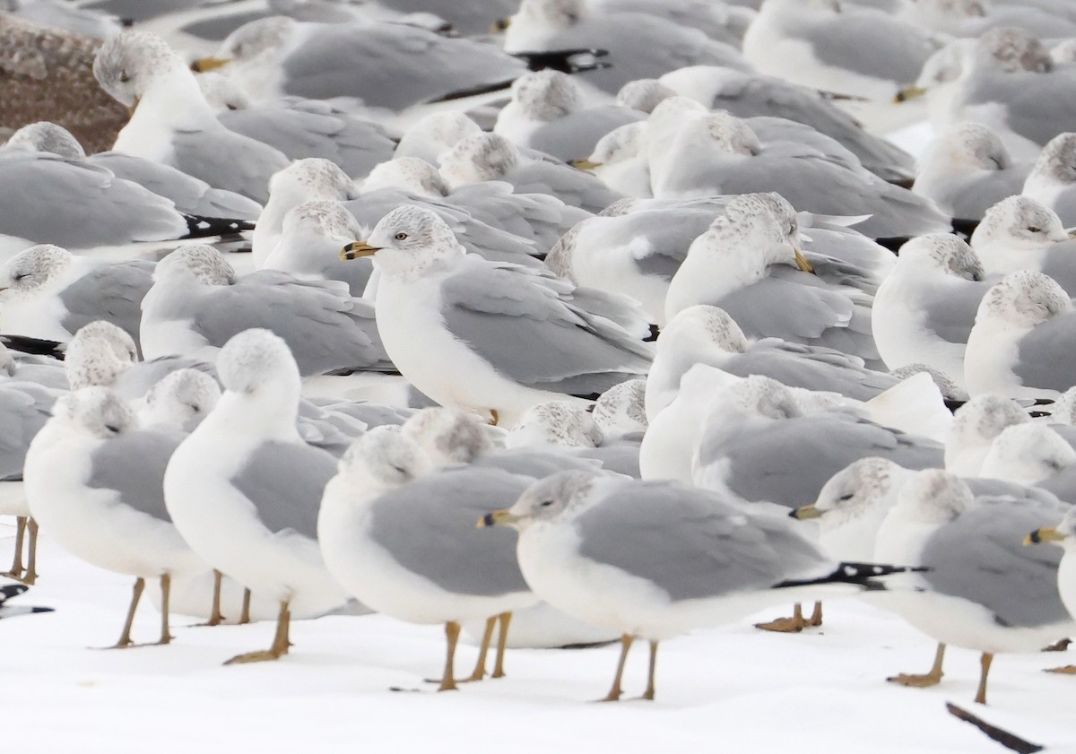Ring-billed Gull - ML646182225