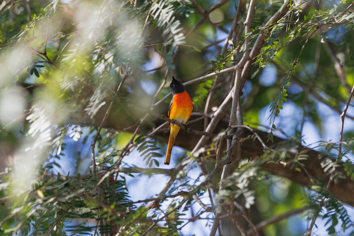 Small Minivet - ML646182226