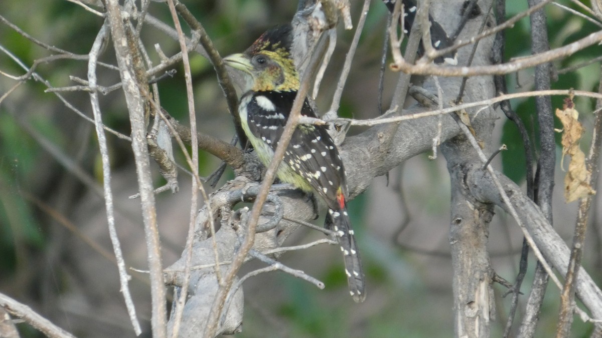Crested Barbet - ML646182227