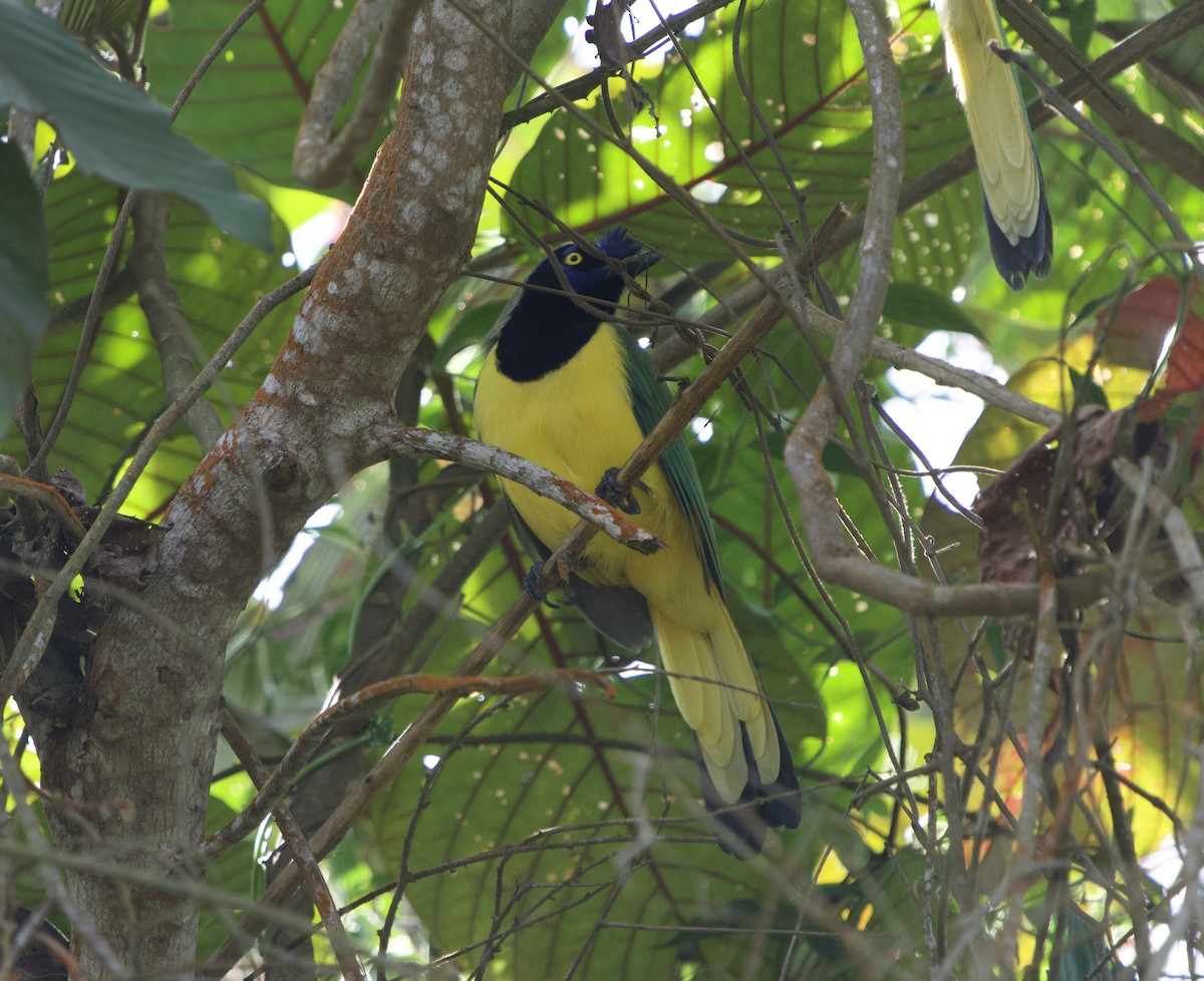 Green Jay (Inca) - ML646182228