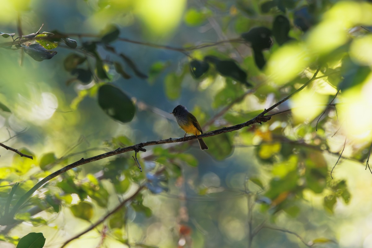 Gray-headed Canary-Flycatcher - ML646182229