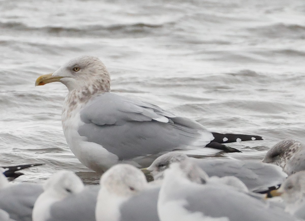 American Herring Gull - ML646182230