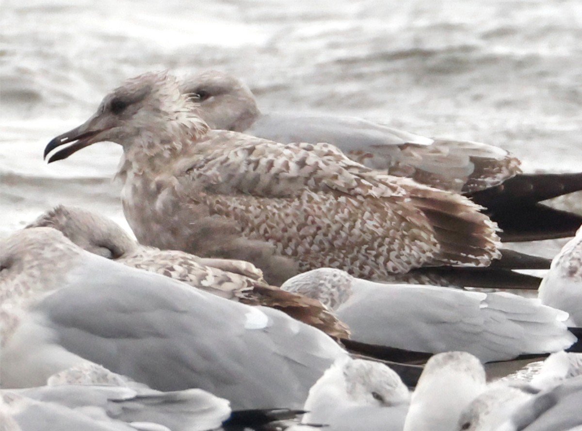 American Herring Gull - ML646182231