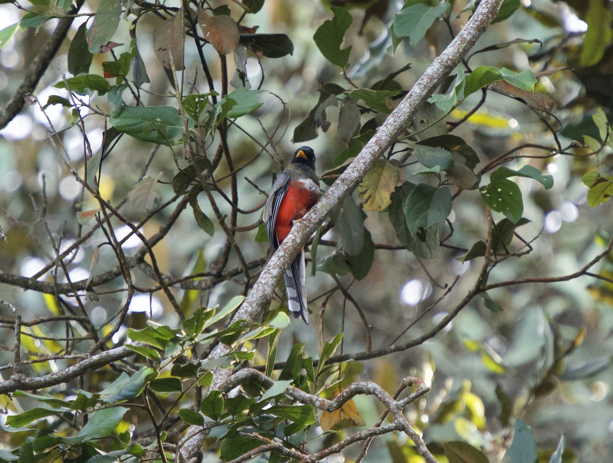 Masked Trogon - ML646182232