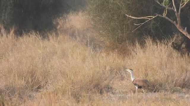 Great Indian Bustard - ML646182233