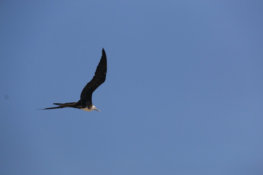 Magnificent Frigatebird - ML646182235