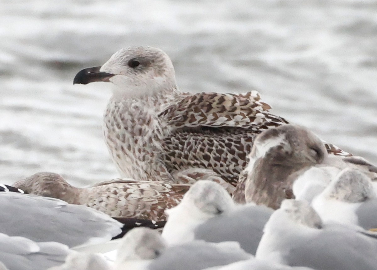 Great Black-backed Gull - ML646182236