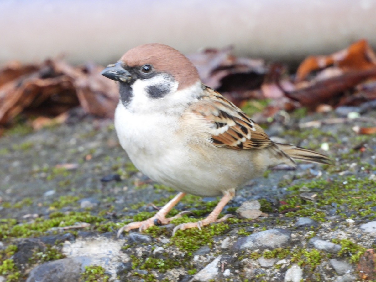 Eurasian Tree Sparrow - ML646182242