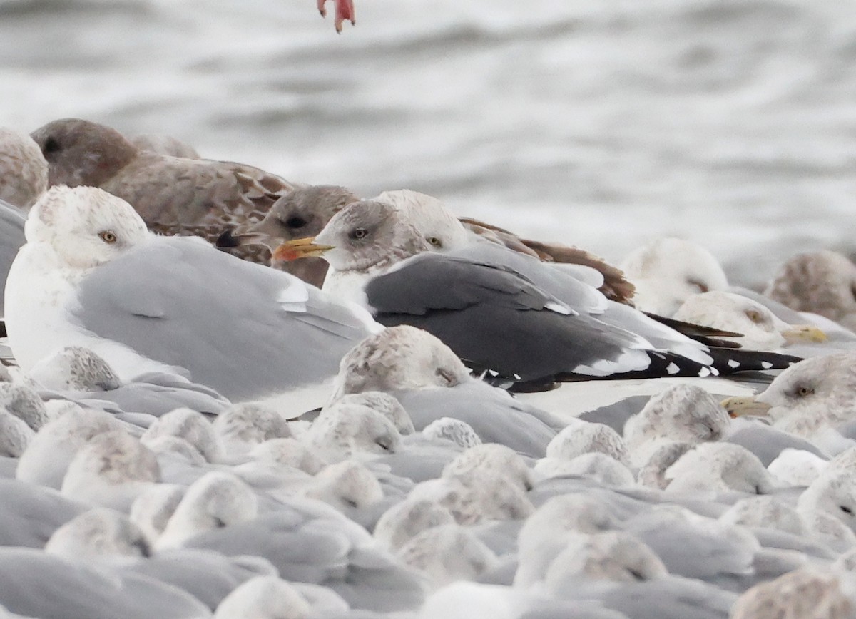 Lesser Black-backed Gull - ML646182244