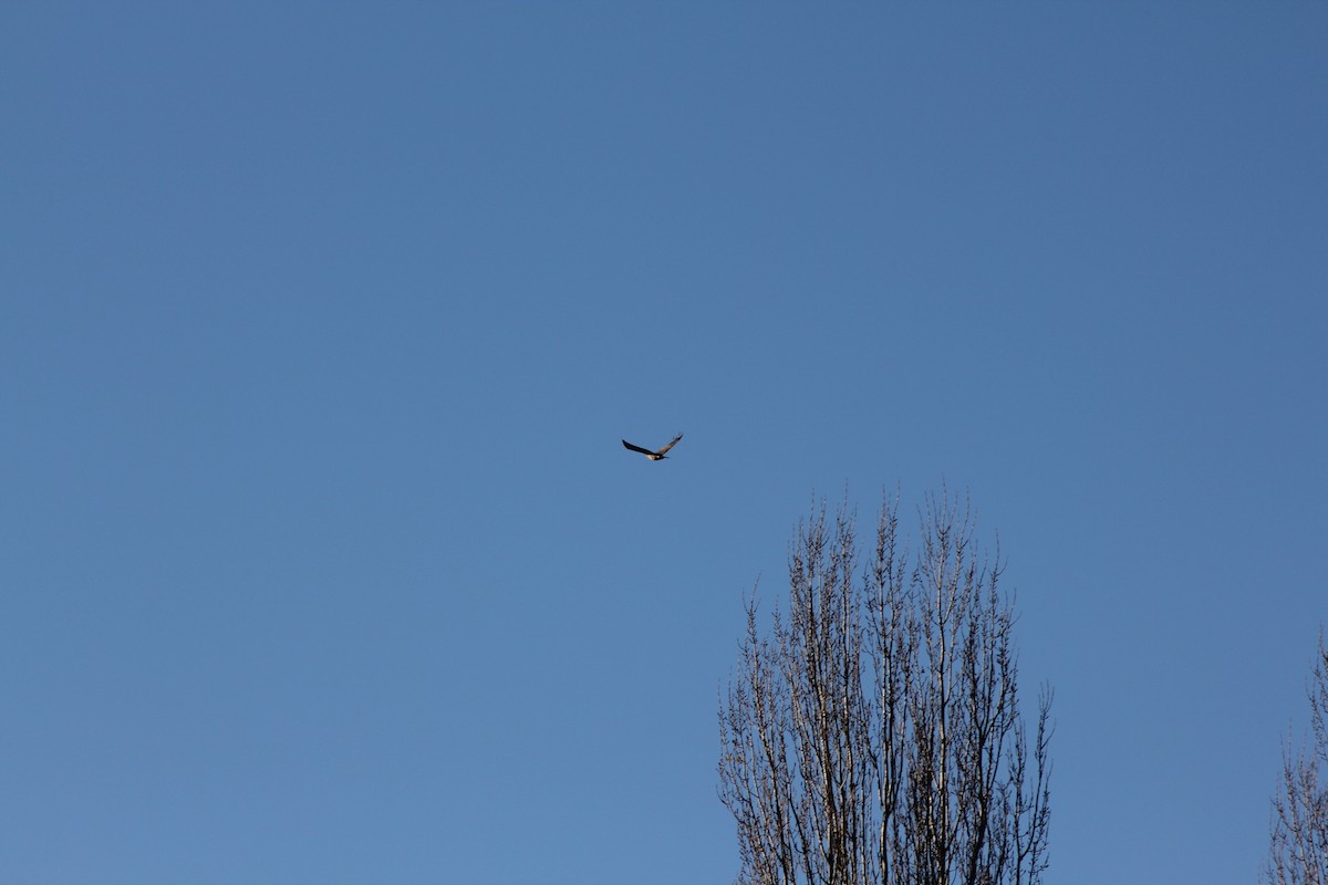 Common Buzzard - ML646182248