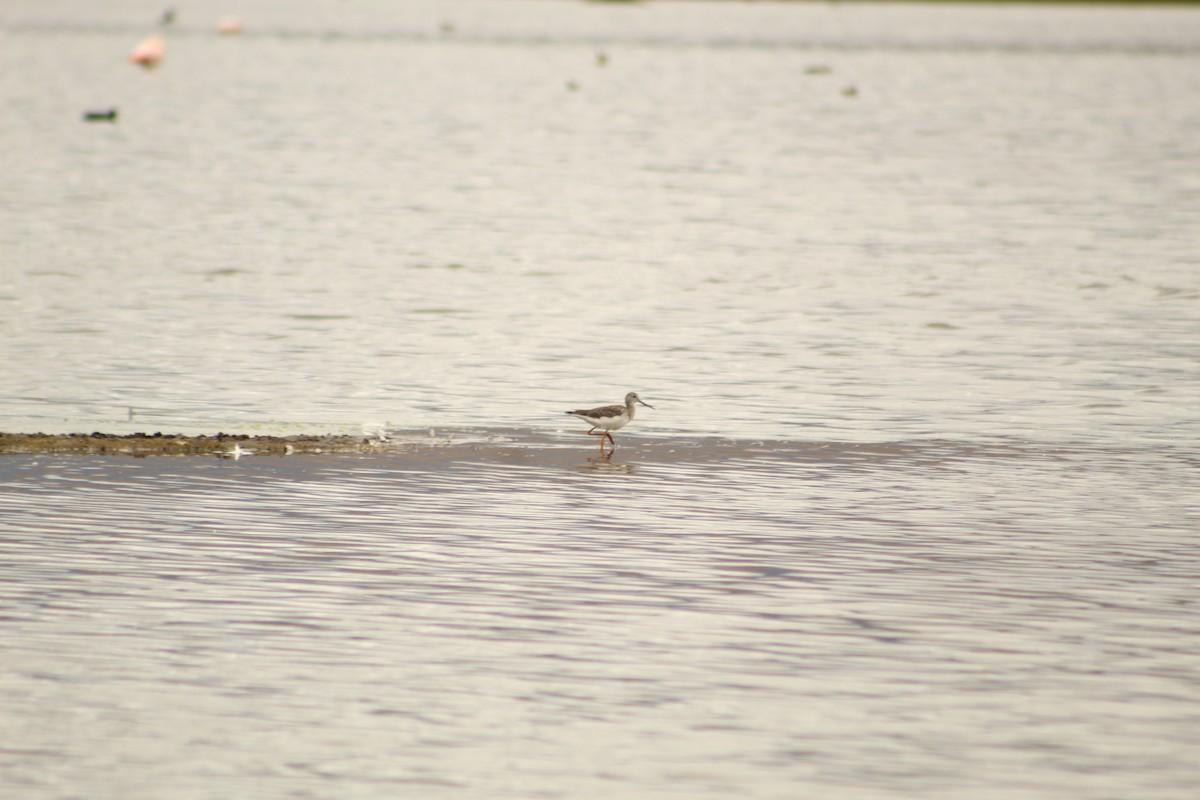 Lesser Yellowlegs - ML646182249