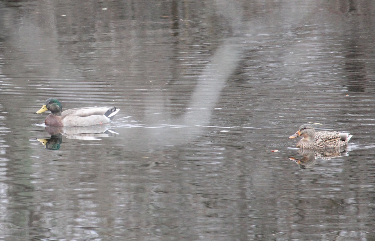 Зэрлэг нугас - ML646182250