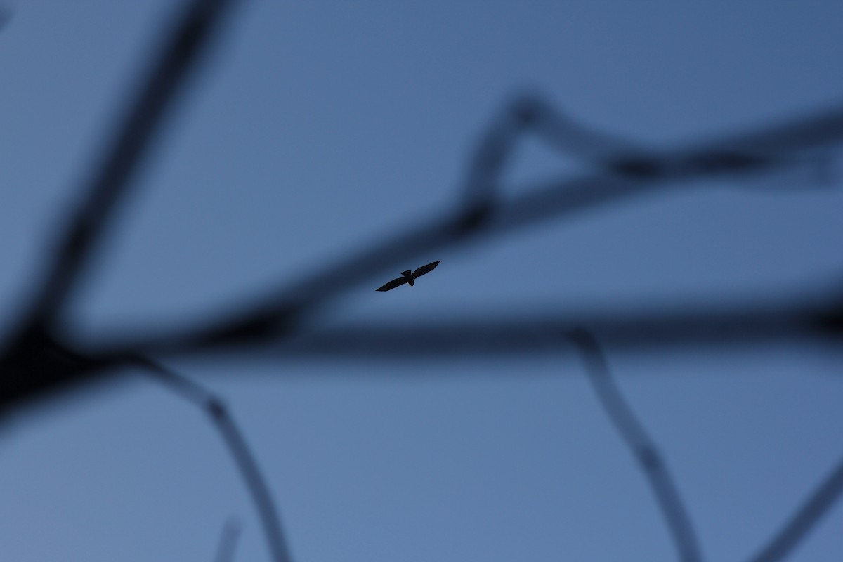 Common Buzzard - ML646182255