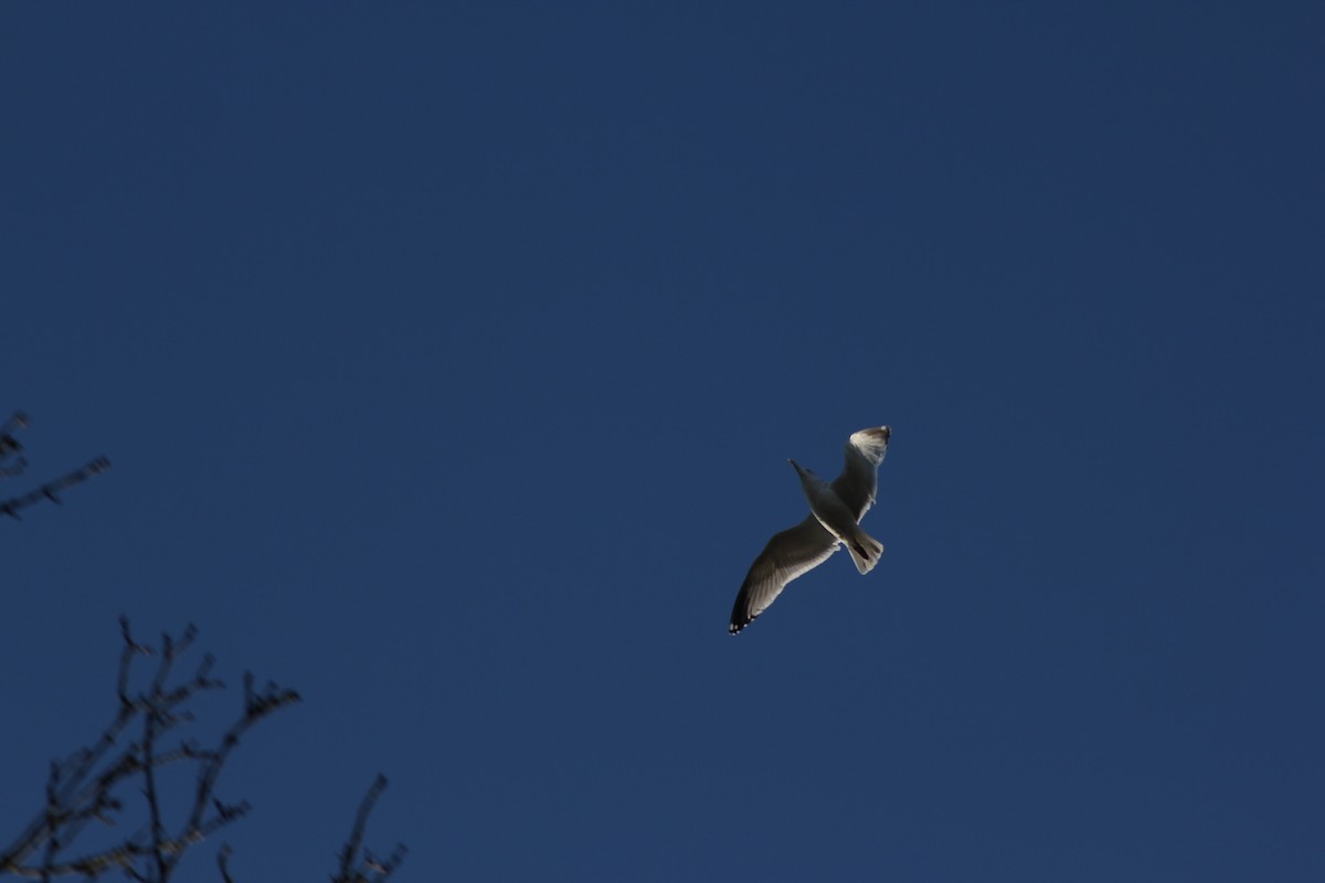 European Herring Gull - ML646182269
