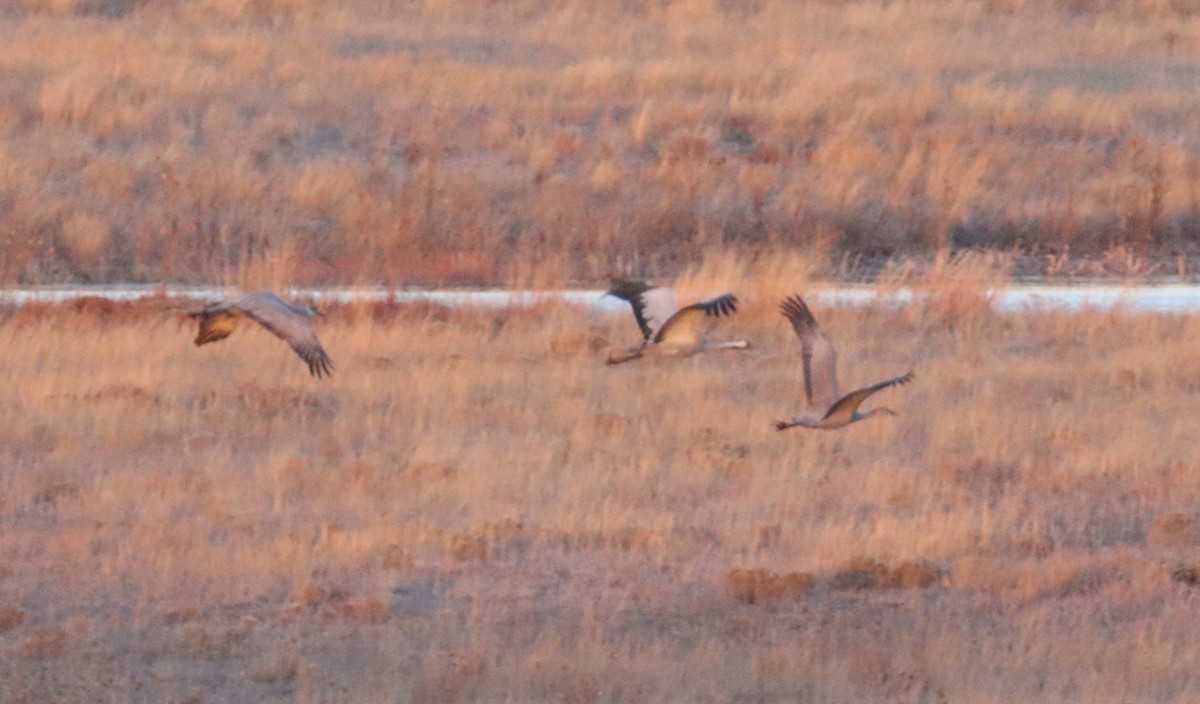 Common Crane - ML646182270