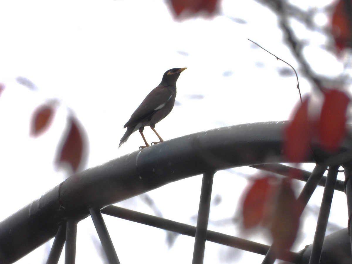 Common Myna - ML646182272