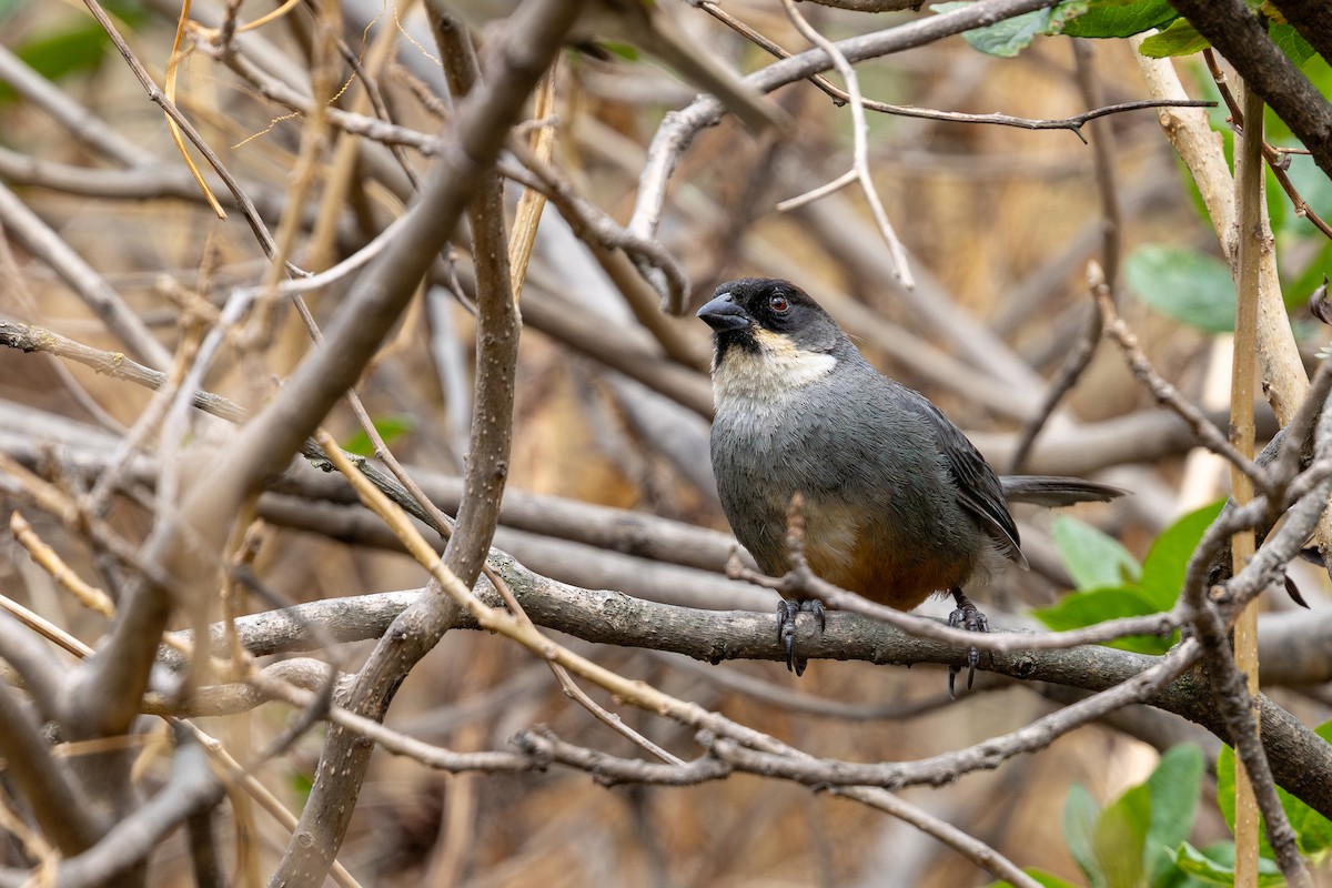 Rusty-bellied Brushfinch - ML646182274