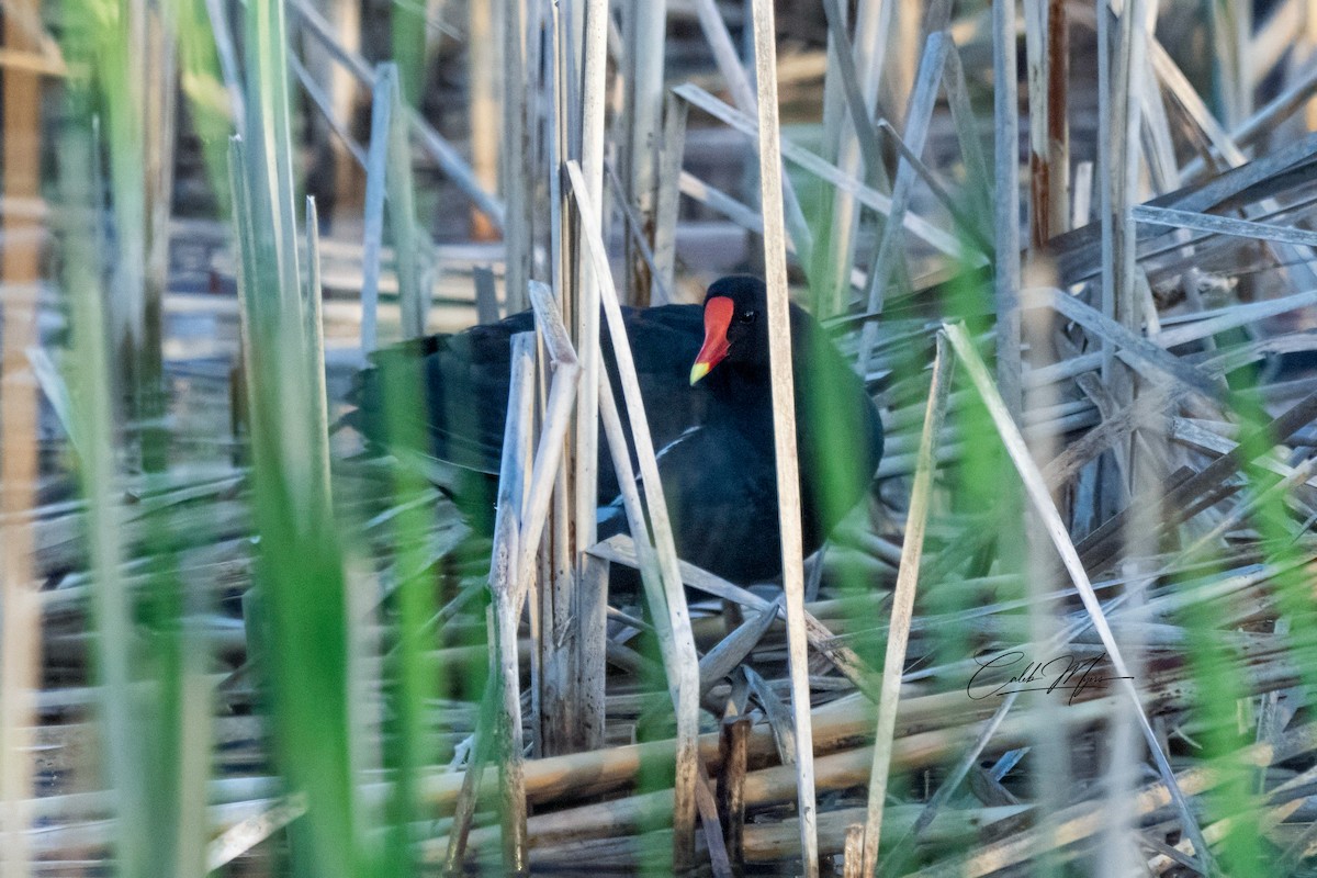 סופית אמריקנית - ML646182275