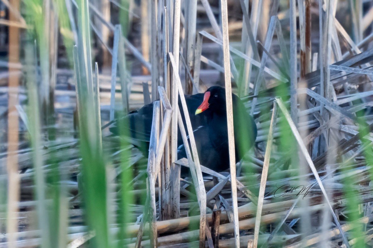 סופית אמריקנית - ML646182276
