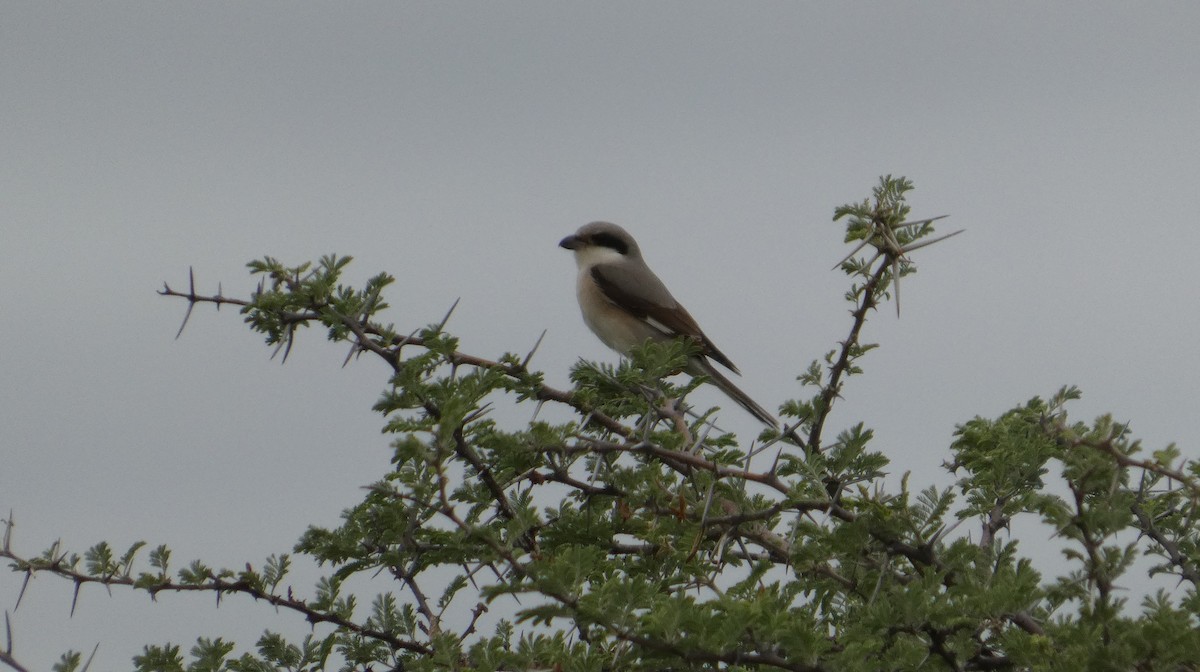 Antzandobi txikia - ML646182279