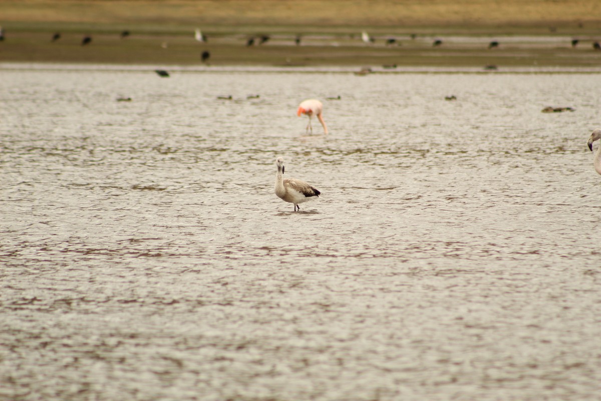 Chilean Flamingo - ML646182280