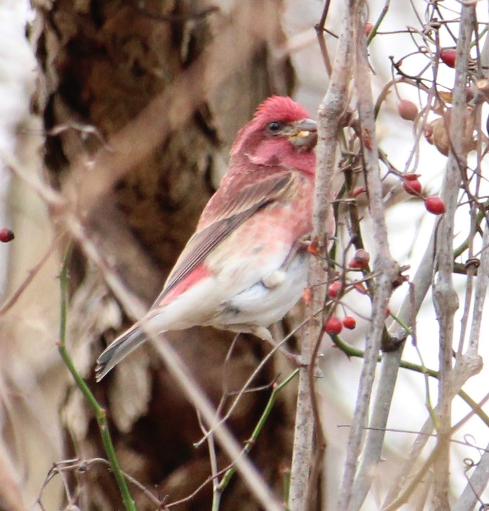Purple Finch - ML646182282