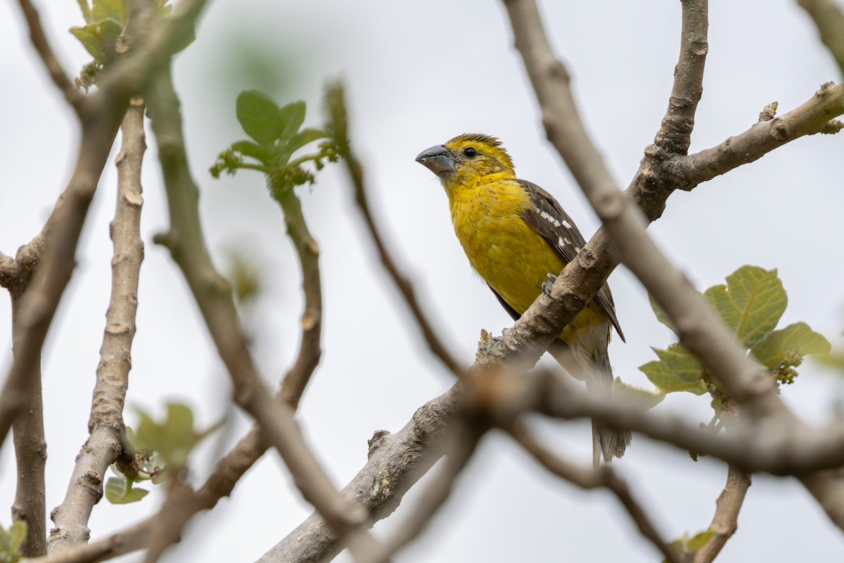 Golden Grosbeak - ML646182283