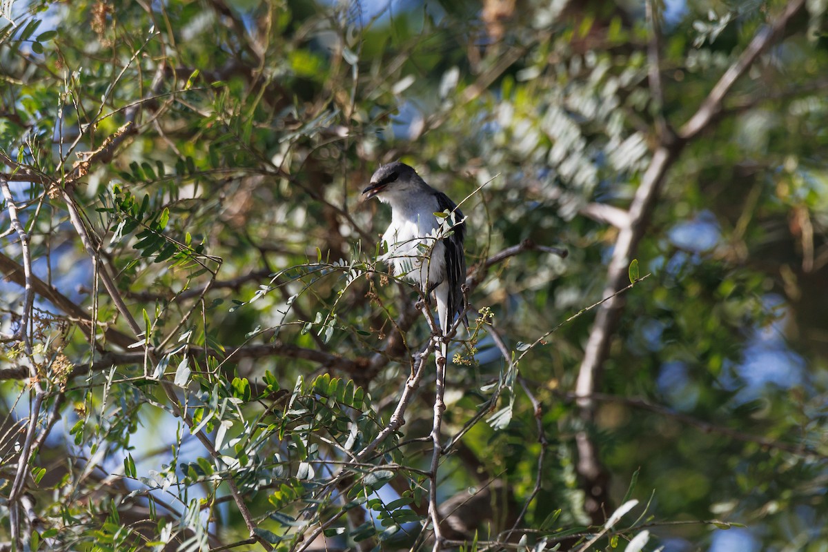 サンショウクイ - ML646182284