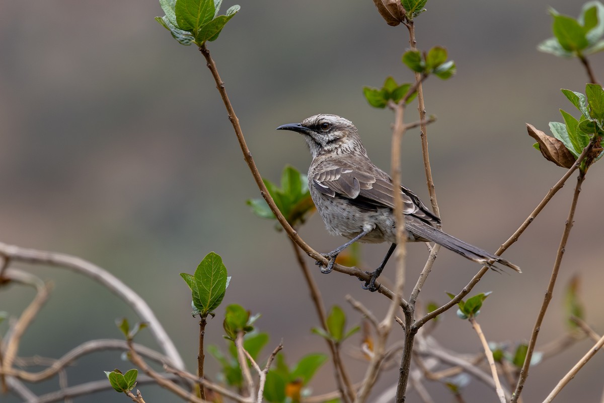 Long-tailed Mockingbird - ML646182287