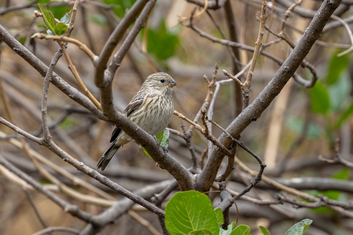 Band-tailed Seedeater - ML646182296