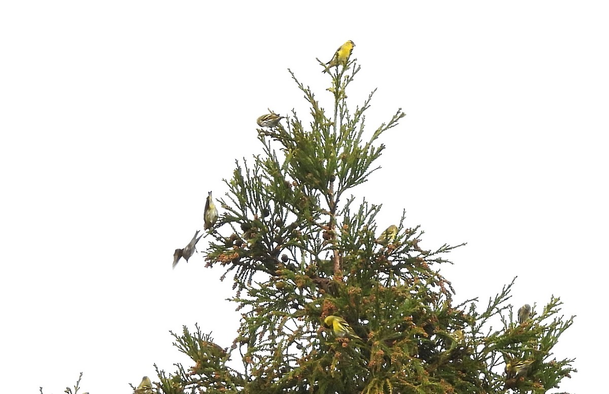 Eurasian Siskin - ML646182301