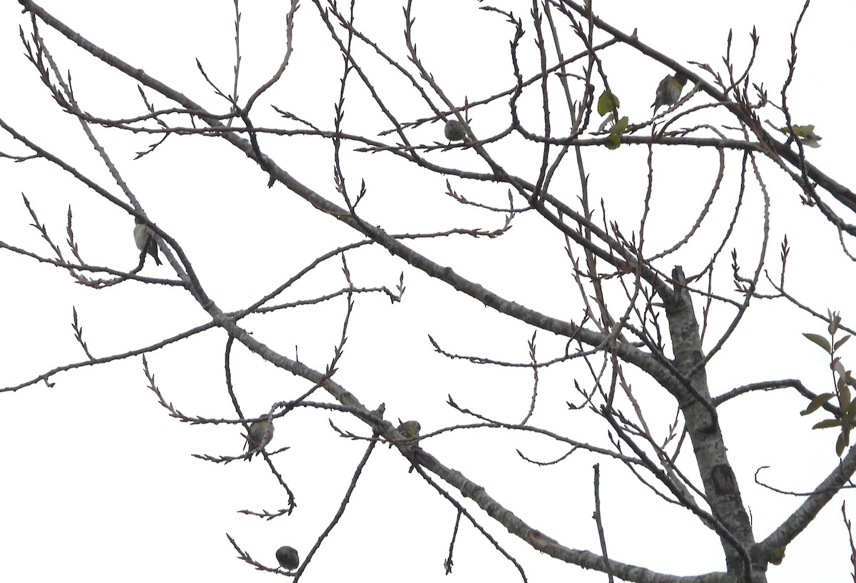 Eurasian Siskin - ML646182302