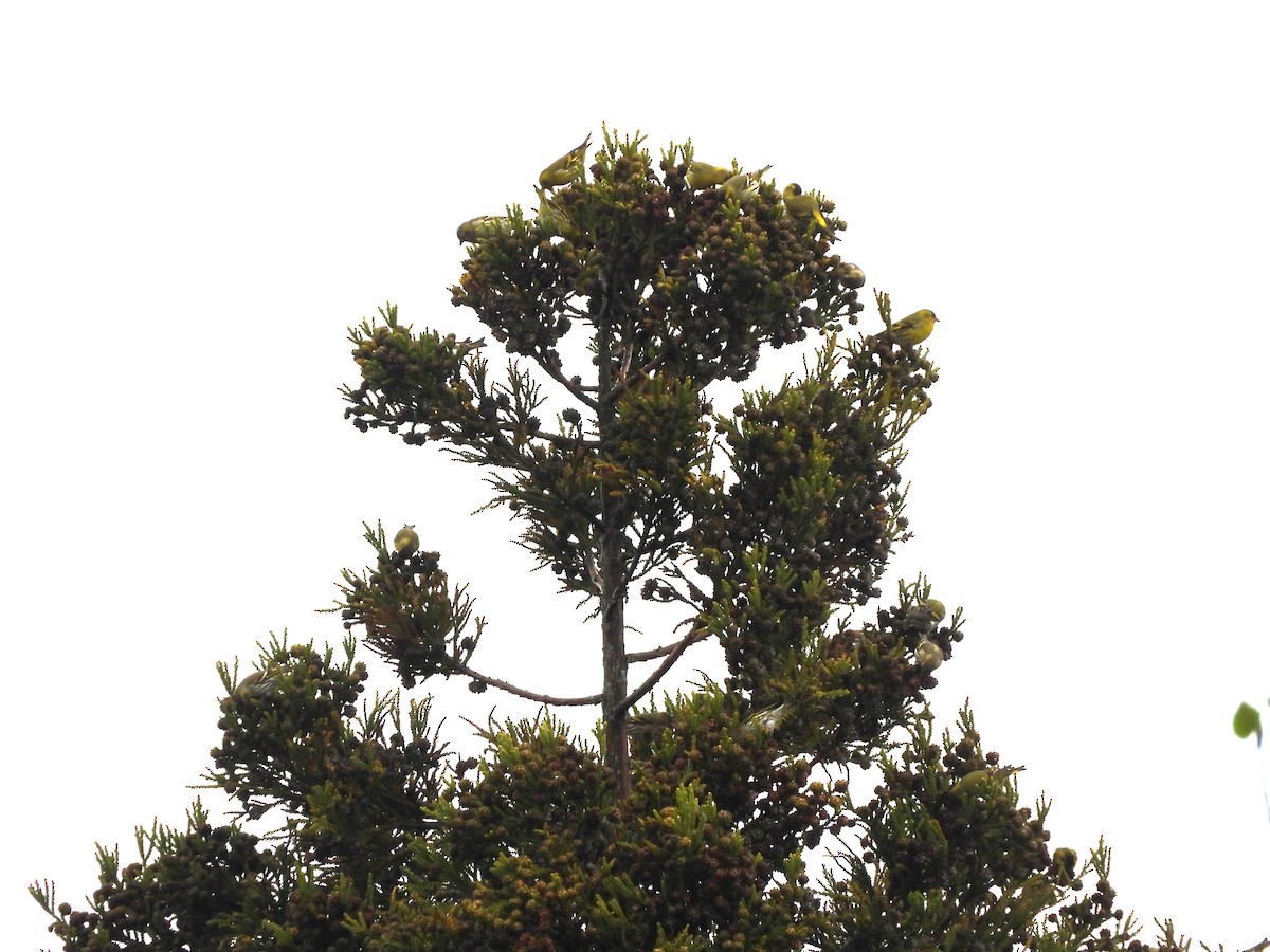 Eurasian Siskin - ML646182303