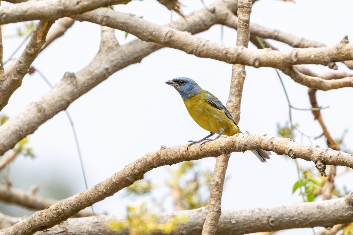 Blue-and-yellow Tanager - ML646182307