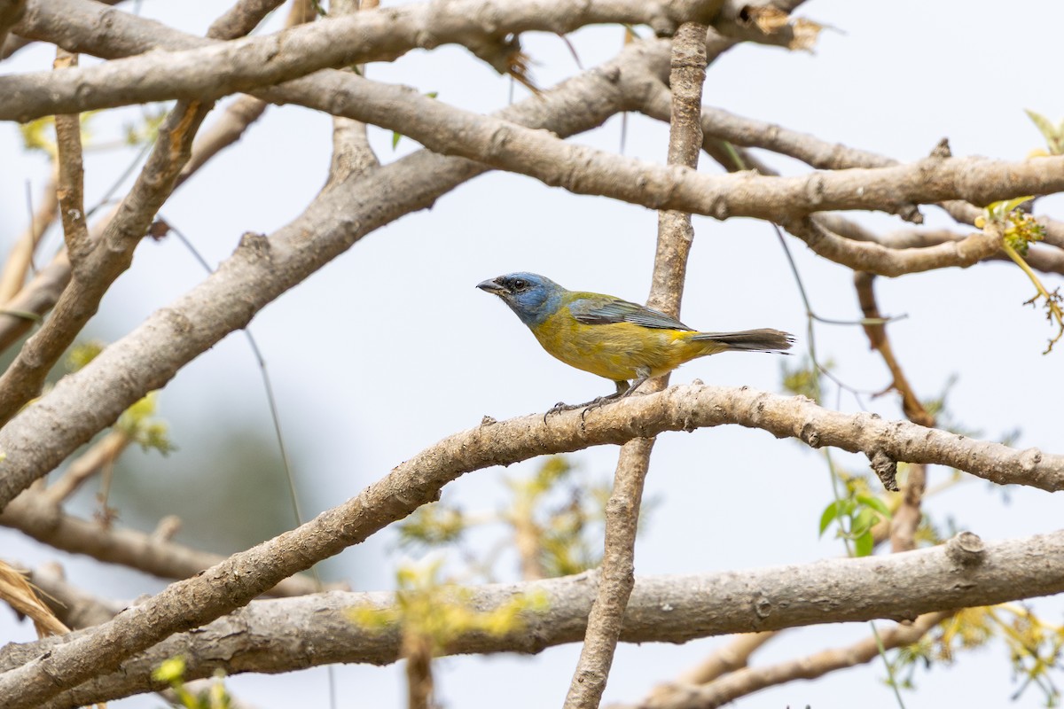 Blue-and-yellow Tanager - ML646182308