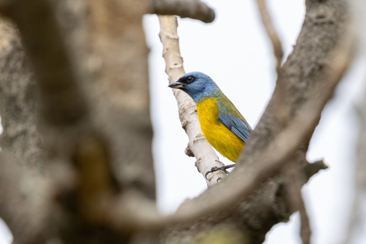 Blue-and-yellow Tanager - ML646182309