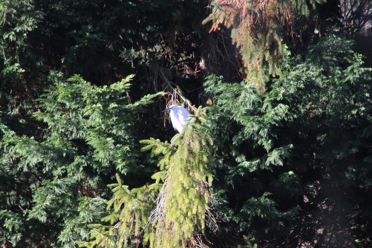 Little Egret - ML646182313