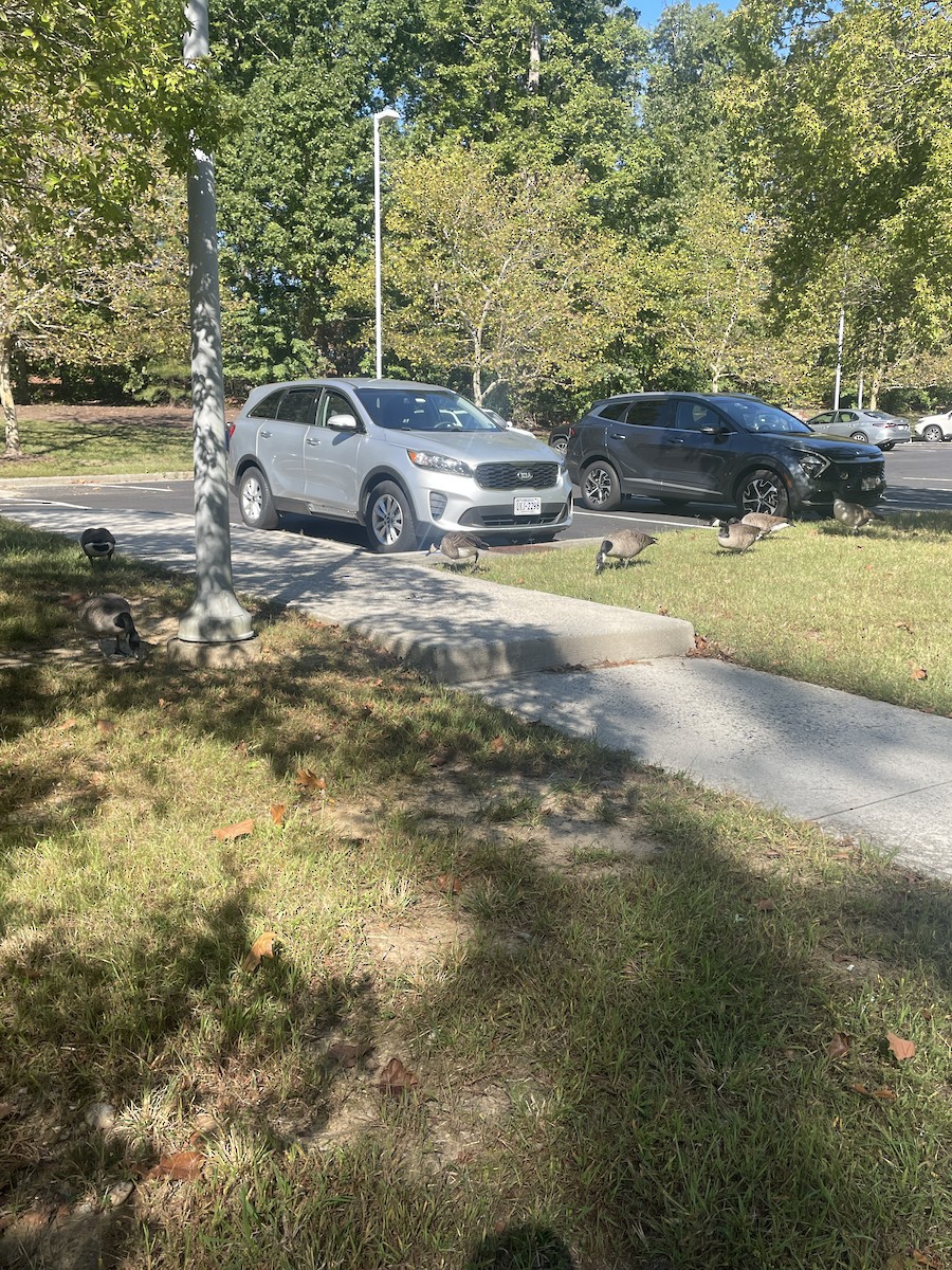 Domestic goose sp. (Domestic type) - ML646182315