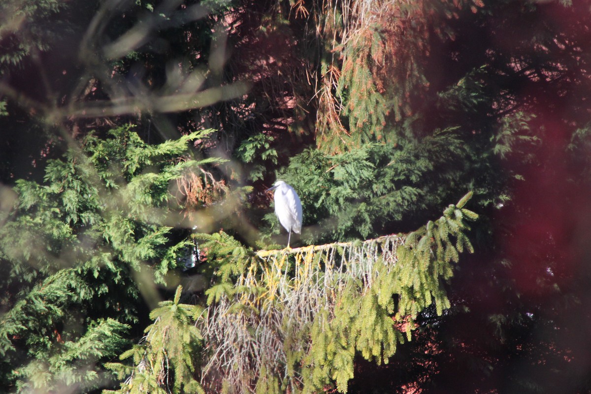 Little Egret - ML646182316