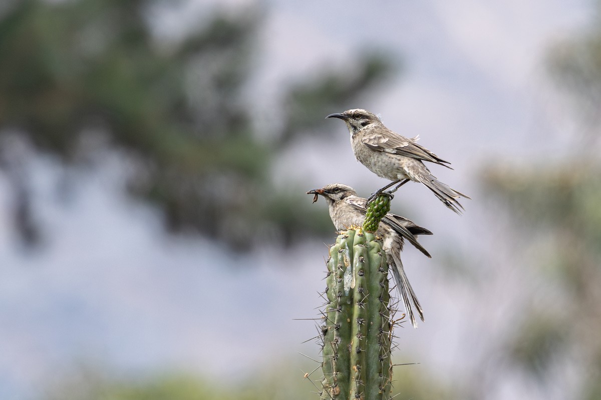 Long-tailed Mockingbird - ML646182318