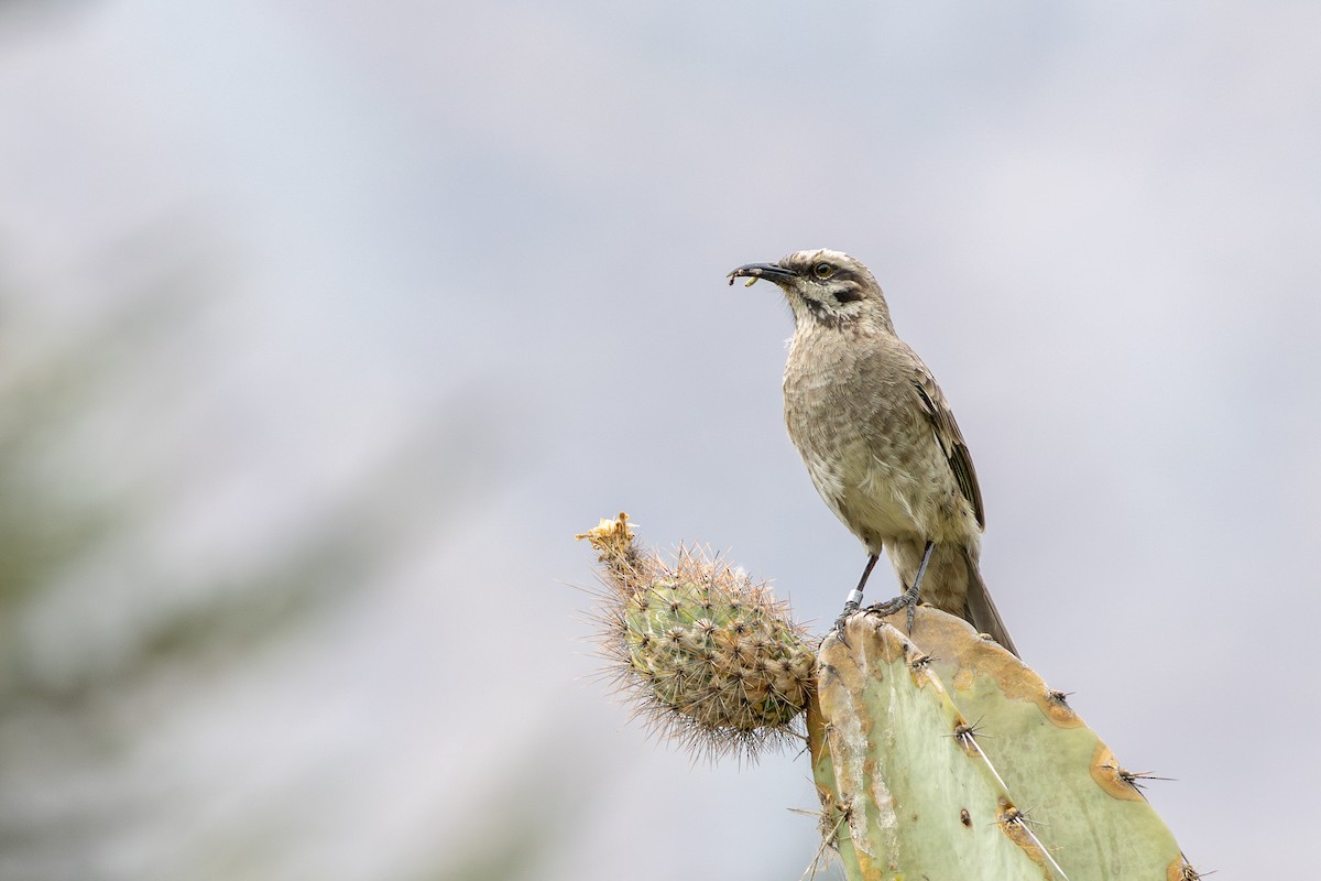 Long-tailed Mockingbird - ML646182319