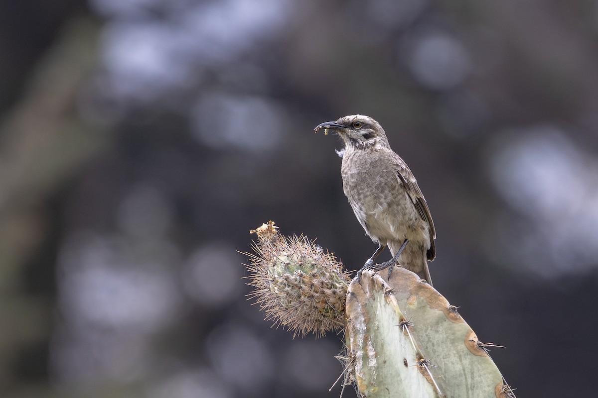 Long-tailed Mockingbird - ML646182320