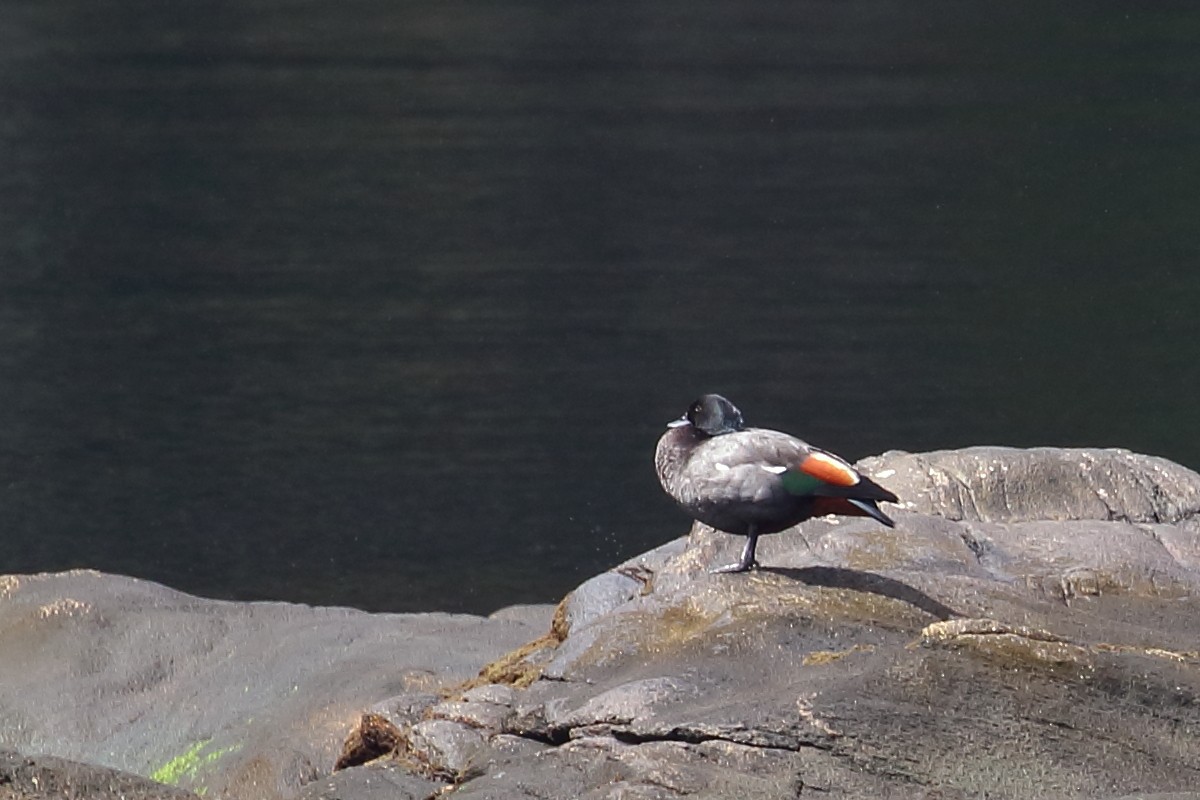 Tarro Maorí - ML646182321