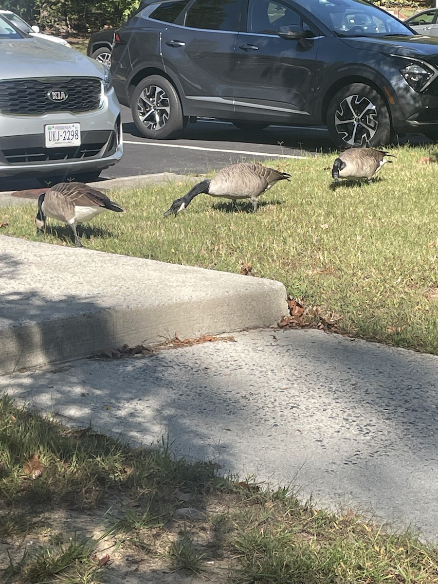 Domestic goose sp. (Domestic type) - ML646182324