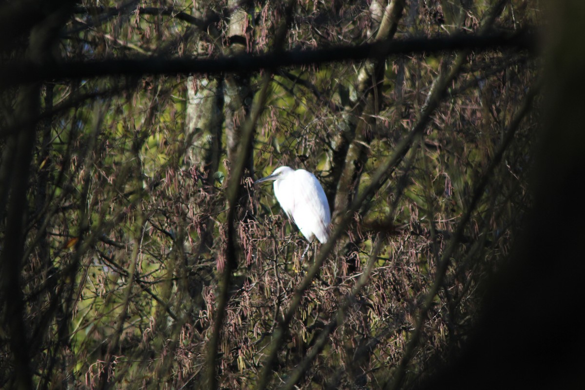 Little Egret - ML646182325