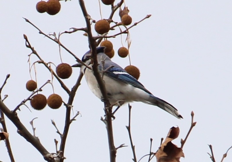 Blue Jay - ML646182326