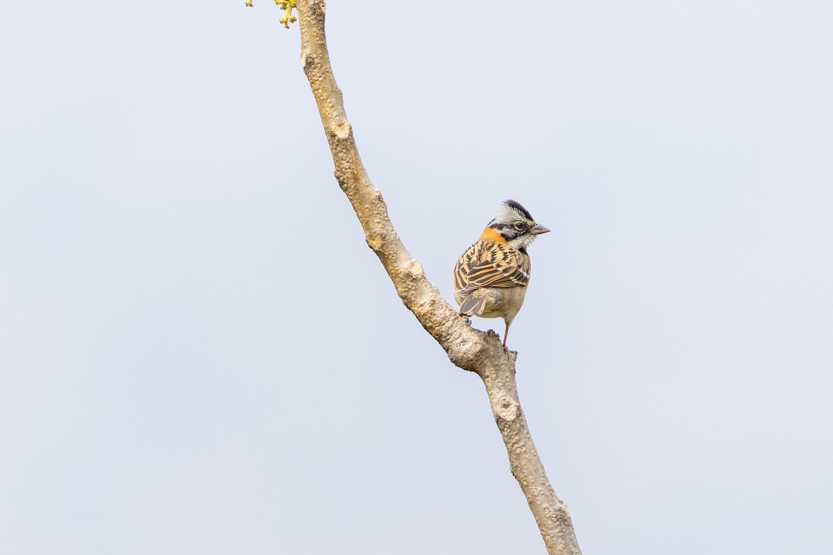 Rufous-collared Sparrow - ML646182334