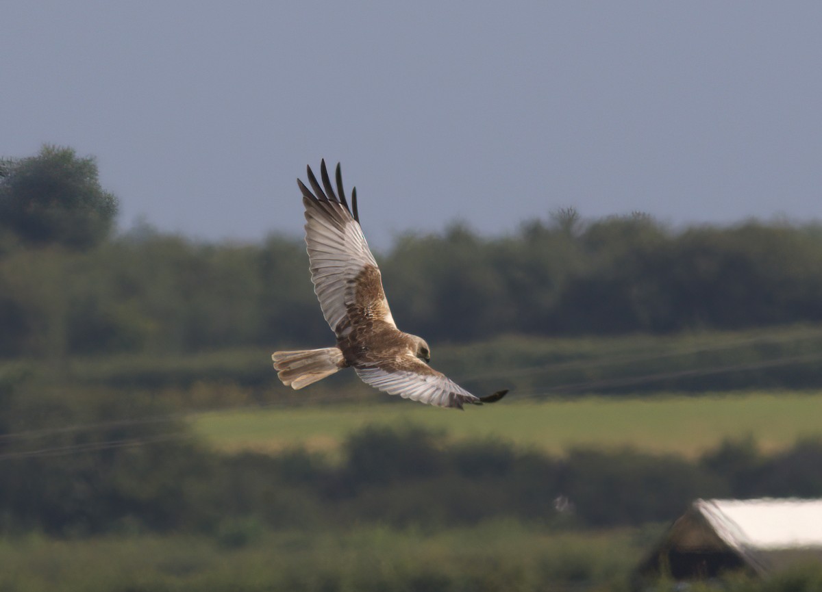 Western Marsh Harrier - ML646182340